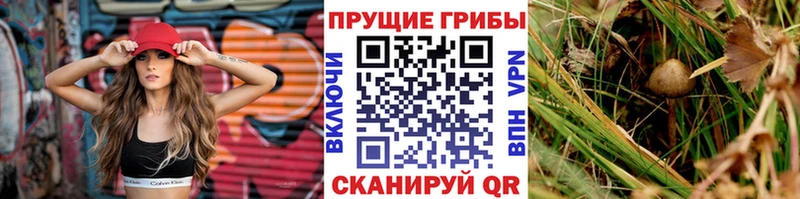 Галлюциногенные грибы MAGIC MUSHROOMS  hydra ССЫЛКА  даркнет Telegram  Зверево 